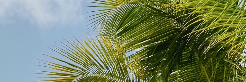 Martiniquaisee's profile banner image