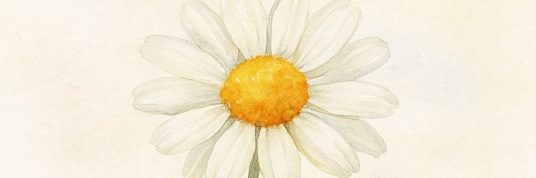 betulsbb's profile banner image