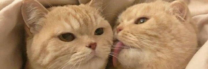 sucker4yah's profile banner image