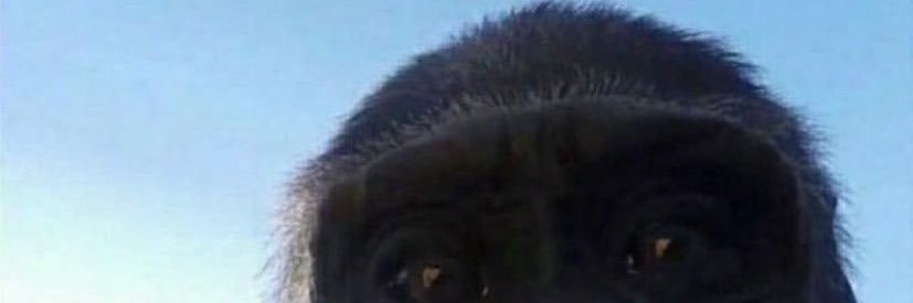 Yoananas's profile banner image