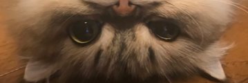 matuimanju's profile banner image