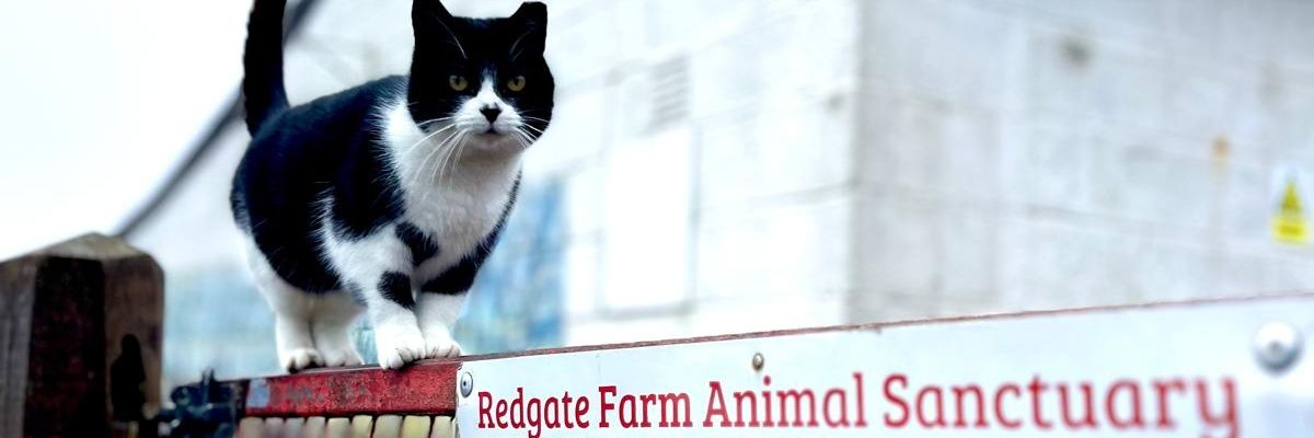 Redgate Farm Animal Sanctuary's banner