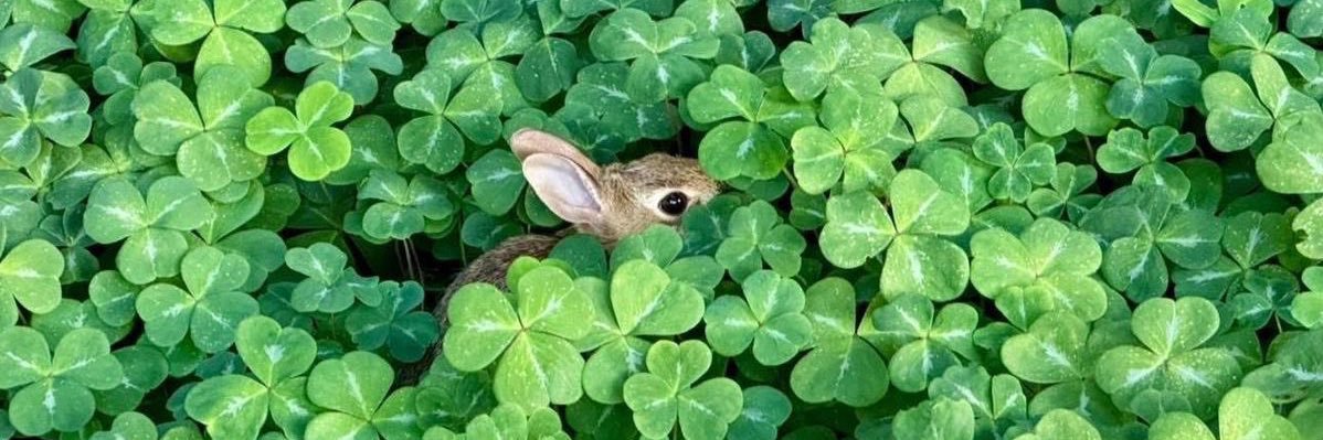 ೀ ᶻ 𝗓 𐰁ᶻ ೀ ˚˖𓍢ִ banner