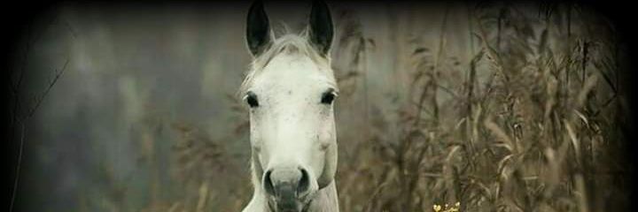 LibiaMalagon's profile banner image