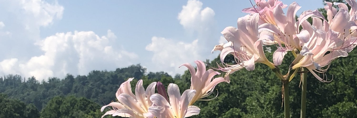 nrtracy's profile banner image