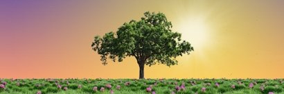 The Living Tree Company banner