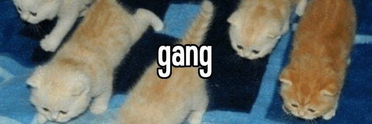 vin 🌙🚦 pearl enjoyer :)🍉 banner