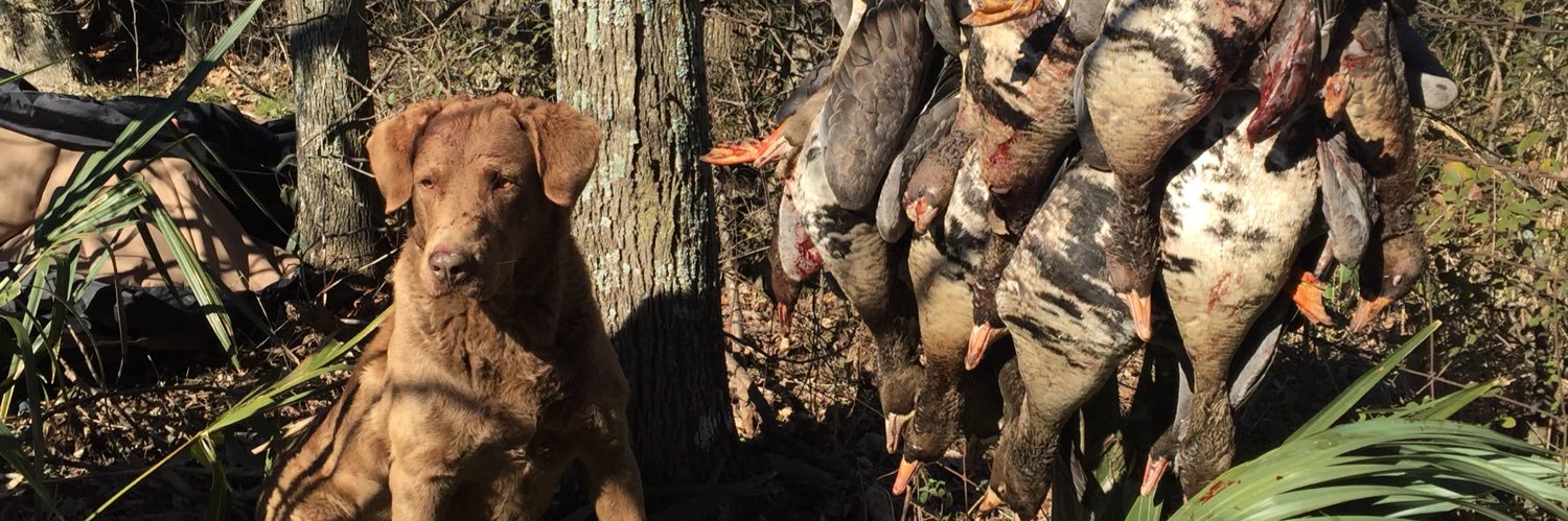 Matthew LaCaze banner