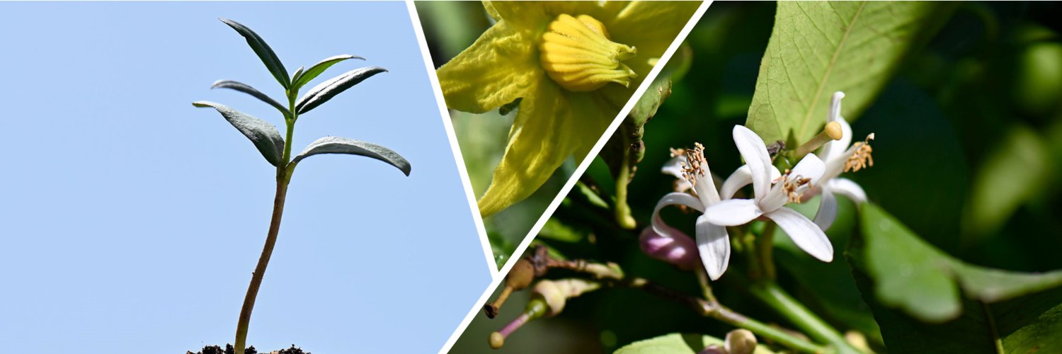 INTOMED_PRIMA banner