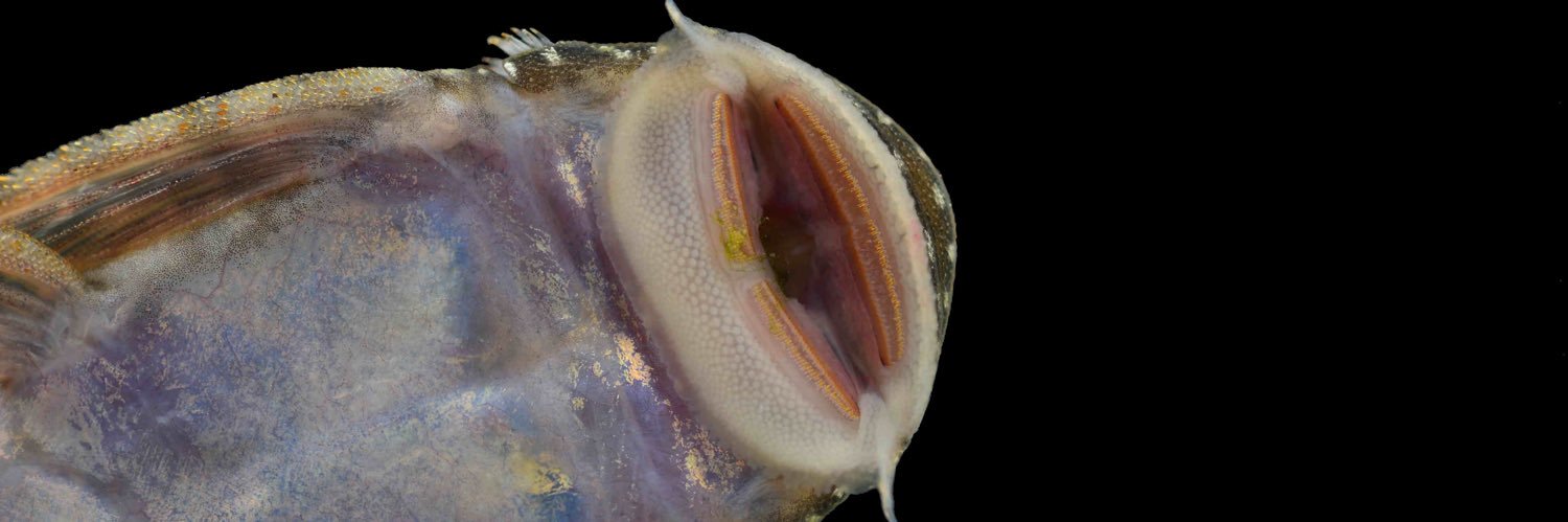 JF Rivadeneira R banner