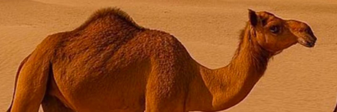 um_alaala's profile banner image