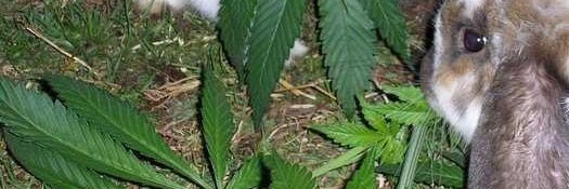 :3🏳️‍⚧️🔞 banner