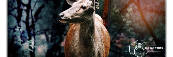 rao__shab Profile Banner