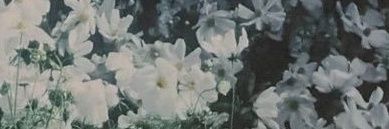 bongbongcookies banner