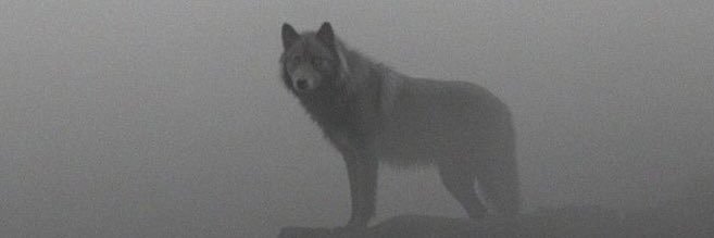 Darío Palacio 🐺 banner