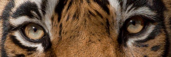 kutsis's profile banner image