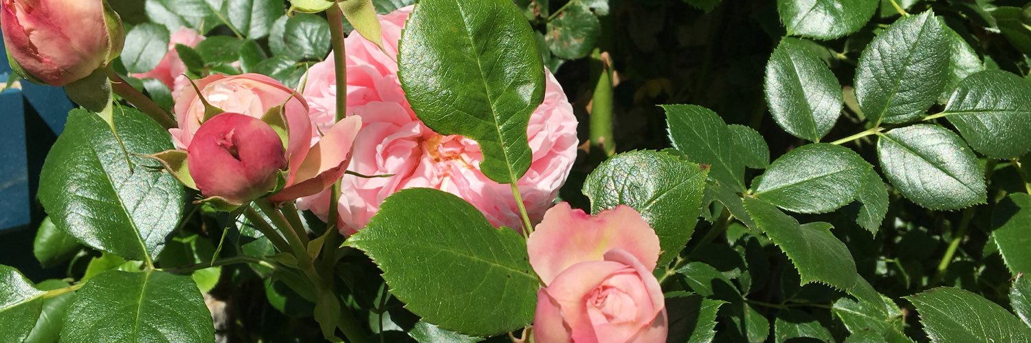 karinmarquet's profile banner image