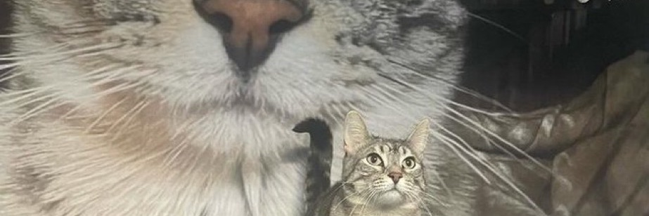 peebs's banner