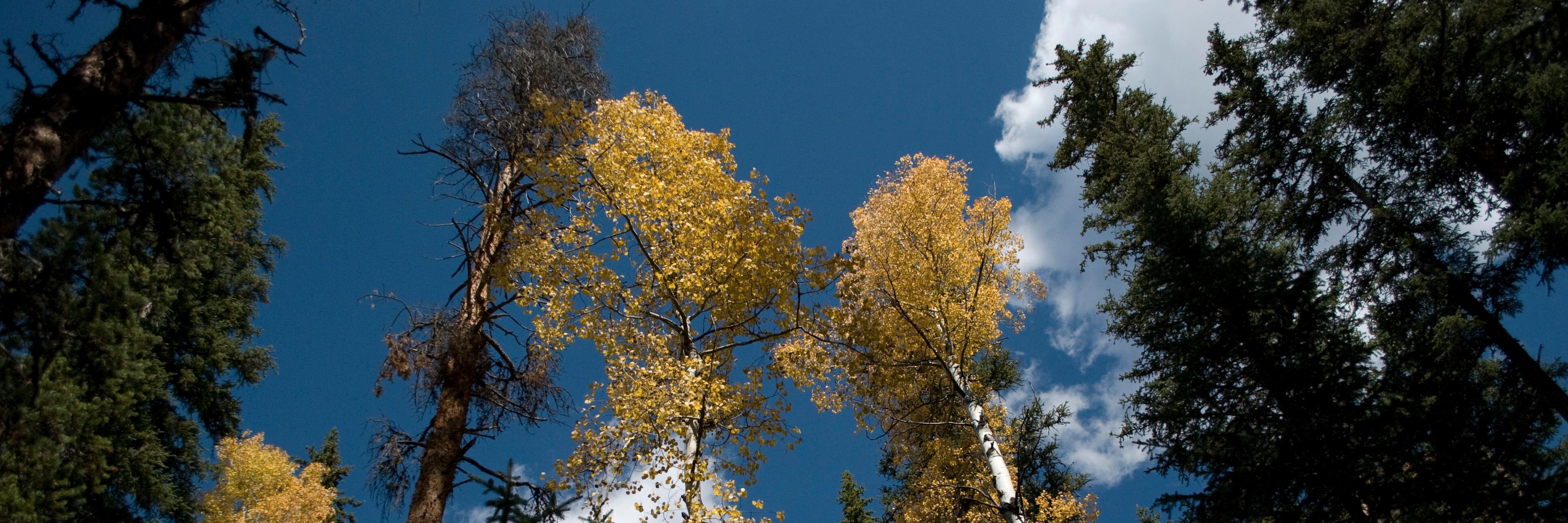 Polackio's profile banner image