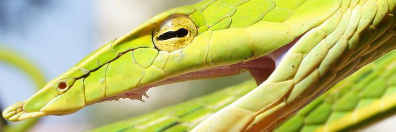 Friends of Snakes banner