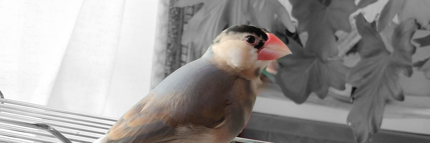cohaq's profile banner image