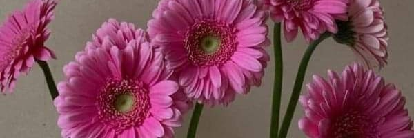 BarbieVelez's profile banner image