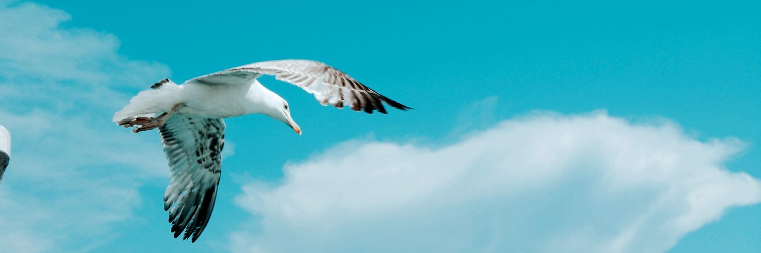 CaglaSahinkus's profile banner image