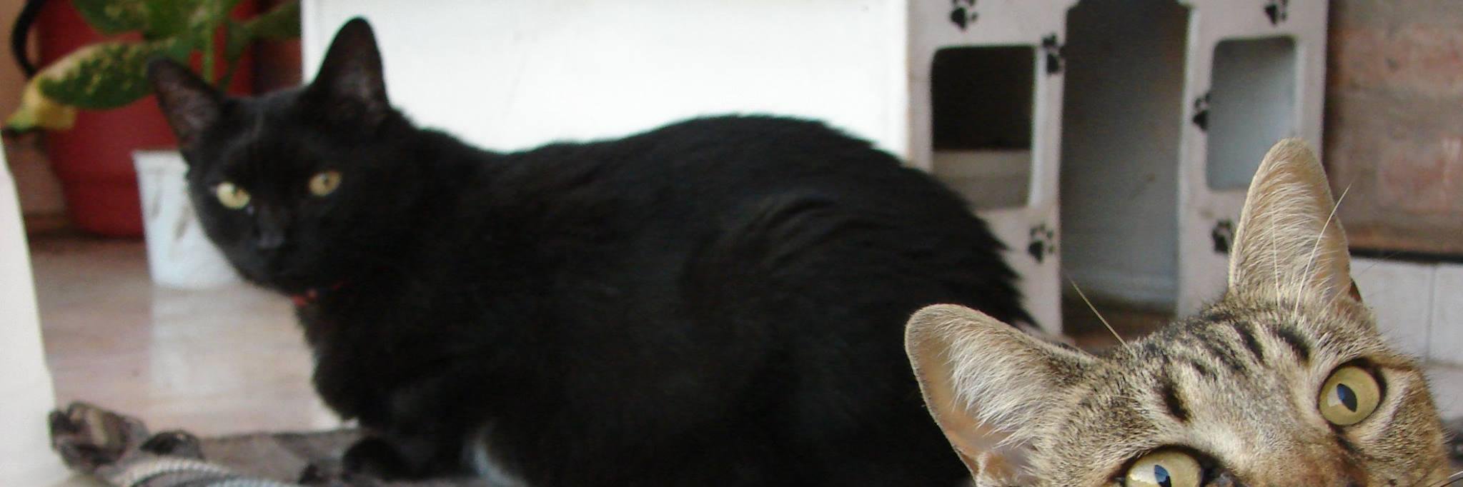 Elisa Day banner