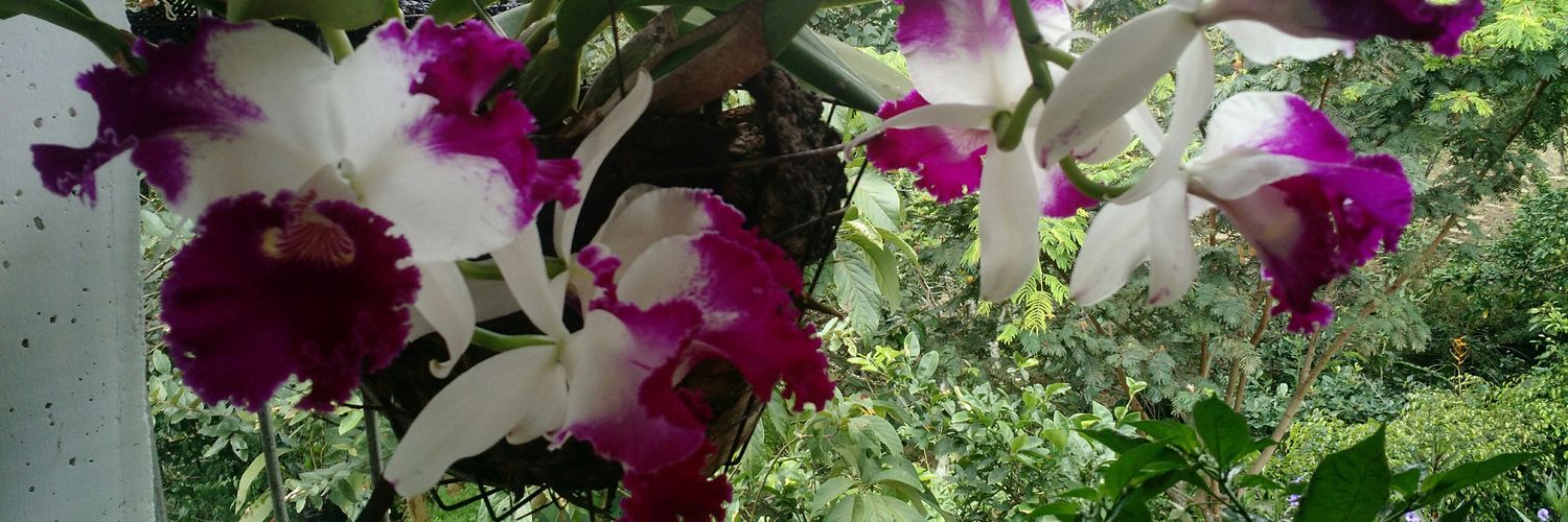 carisuarango's profile banner image