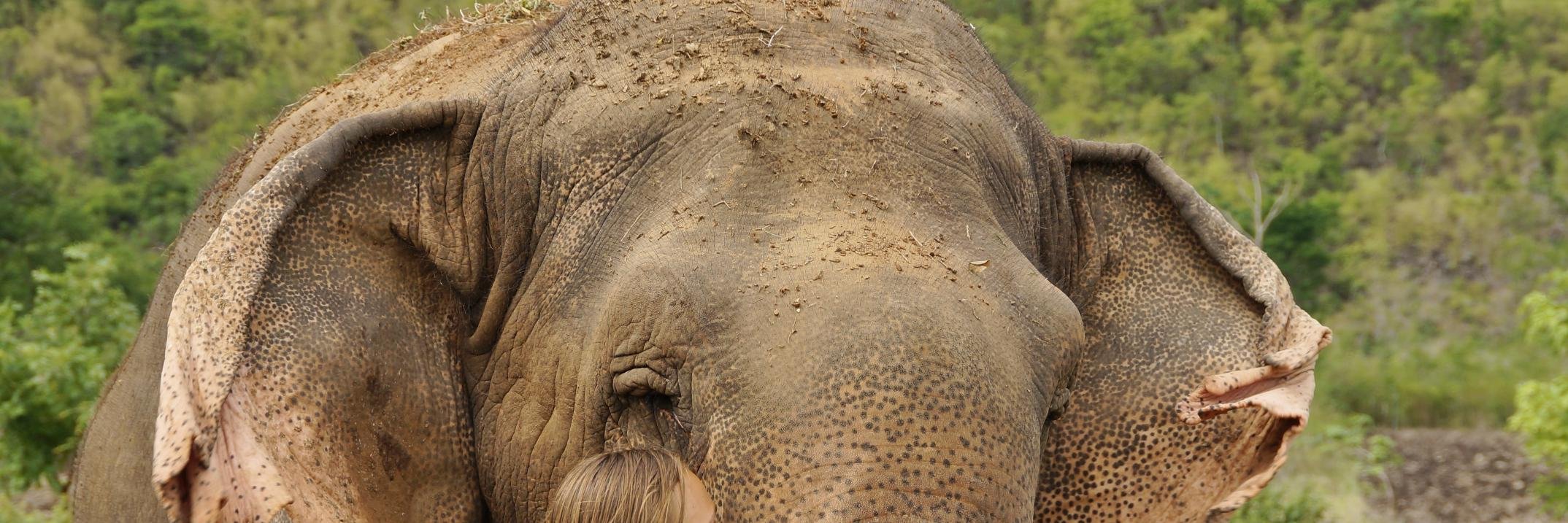 ElephantsWorld1's profile banner image