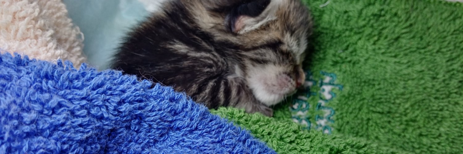 Meow/DGG/TQ banner