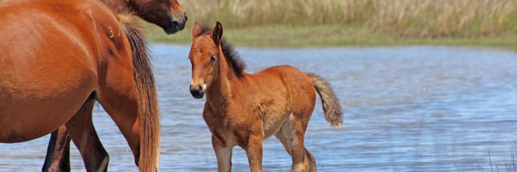 HorsesSB's profile banner image
