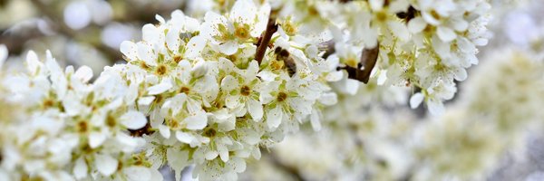 AAchimova Profile Banner