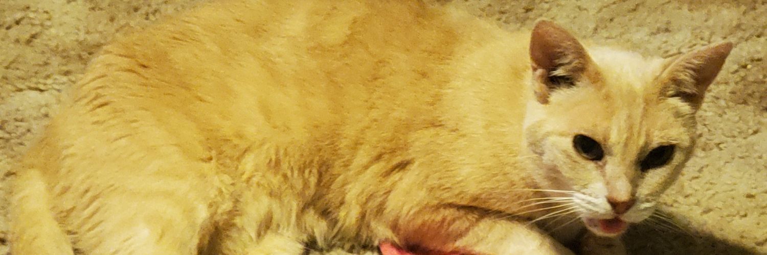 jack (🏳️‍⚧️🏳️‍🌈) banner