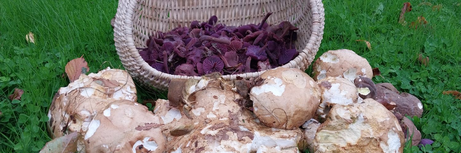 Pascal Gauvin banner