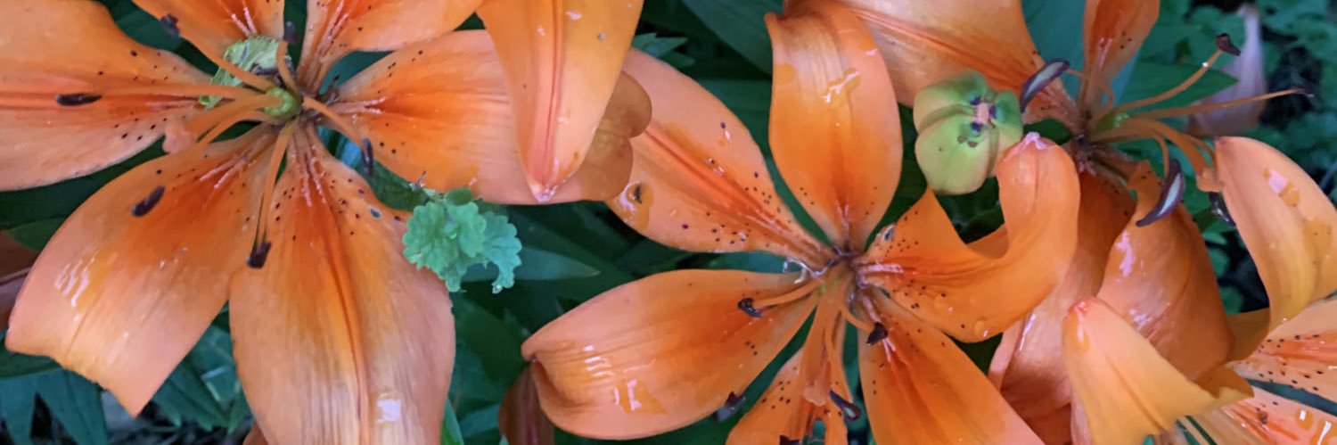 ThisisLauraS's profile banner image