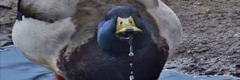 IzyCat13's profile banner image