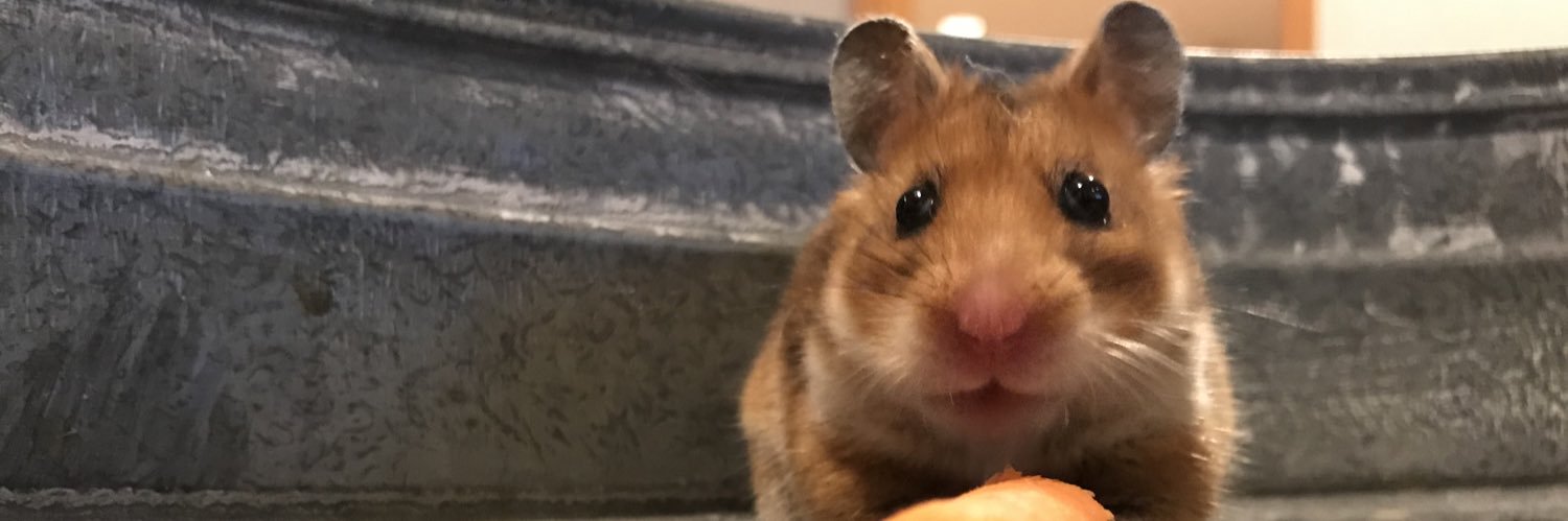 abbykinneally's profile banner image