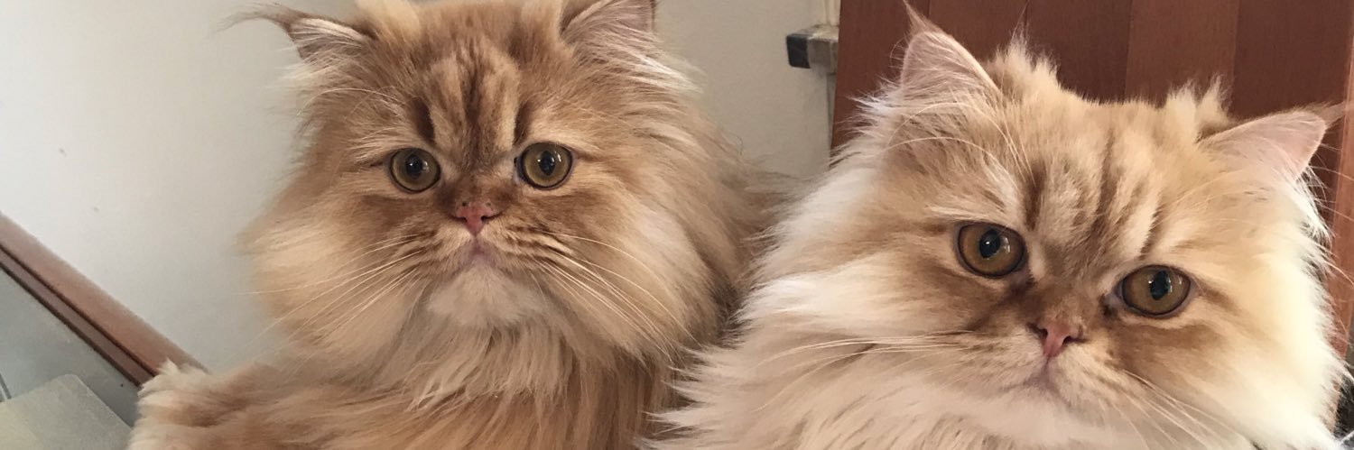 Vito & Enzo’s Mom banner