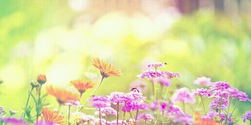 __hummingbird__'s profile banner image