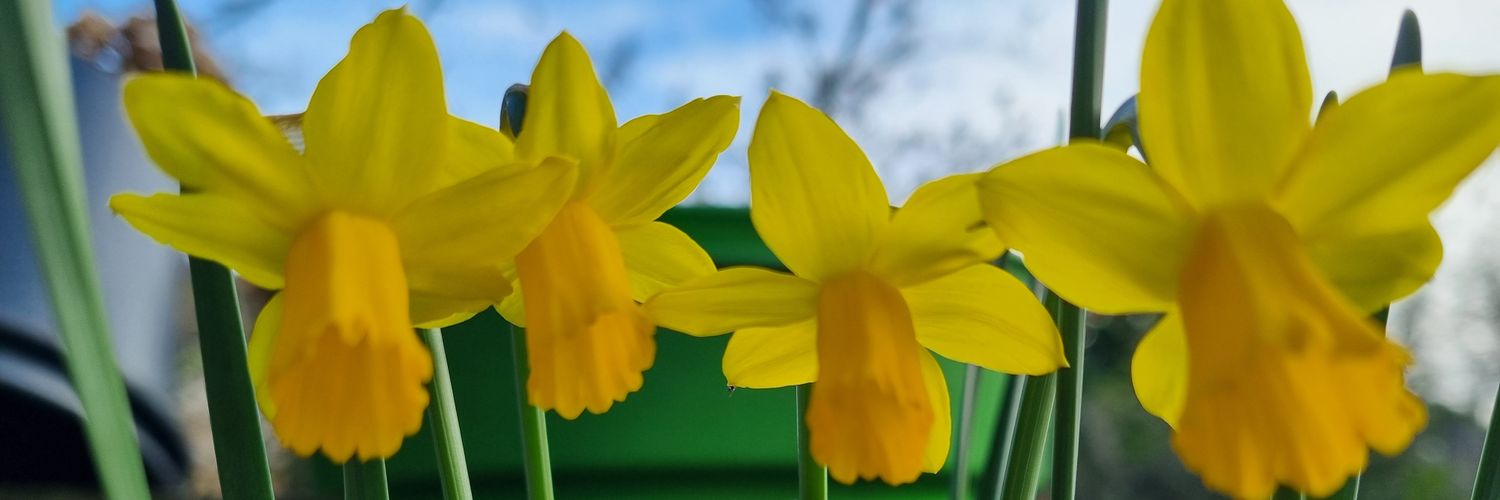 Zoe 🐝🌼 🎗 banner