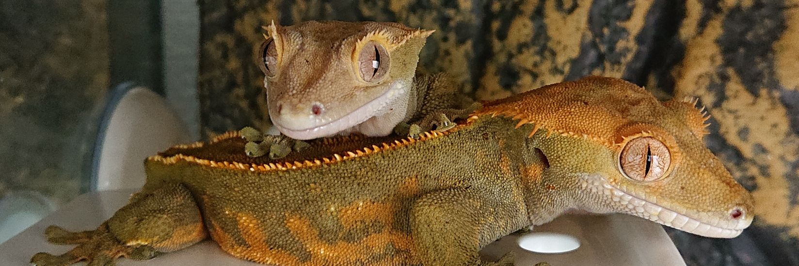 アビリティ banner