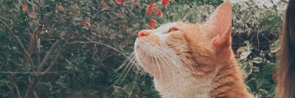 LuliDavanzo's profile banner image