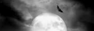 NOEL banner