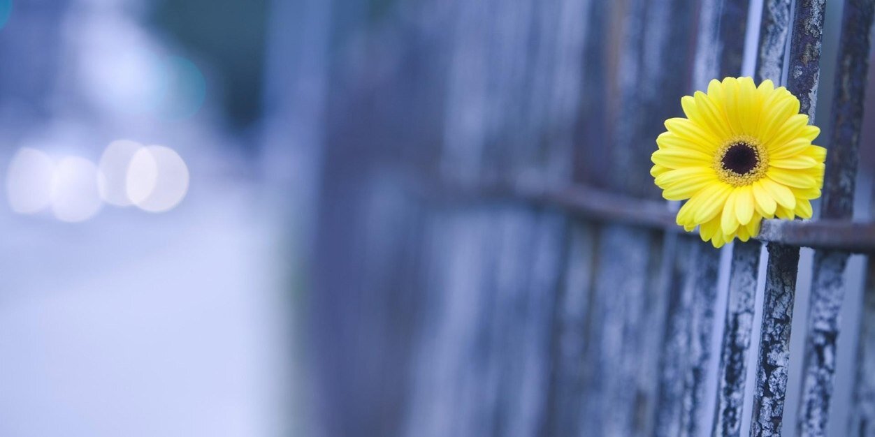 caroriveram's profile banner image
