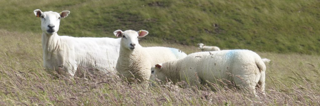 Michael Priestley banner