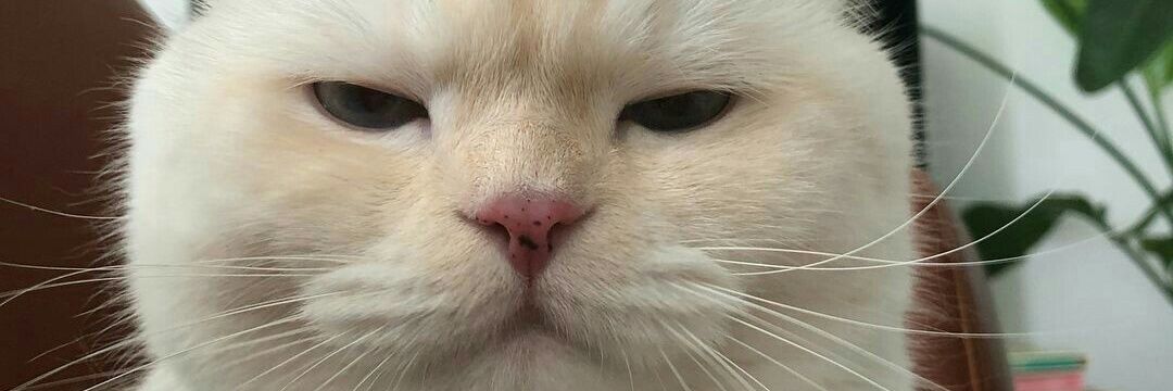 จอนละจอนละจอนหนี่ banner