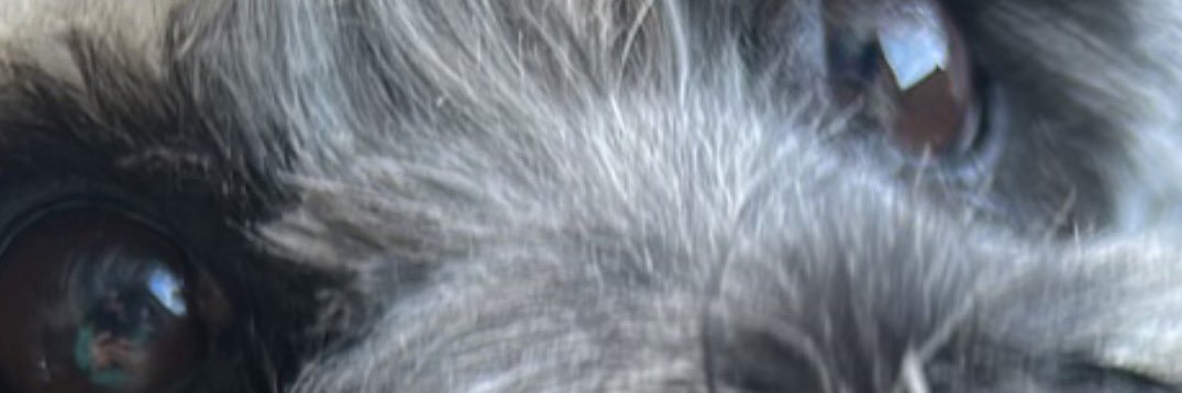 Perla2212A's profile banner image