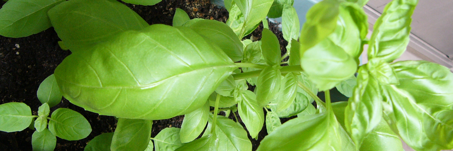 🌶️ふくらみかけ banner