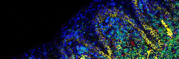 angeferg Profile Banner